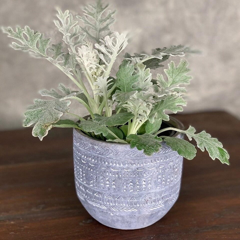 Planters and pots near me. Cement aboriginal print in small pot.