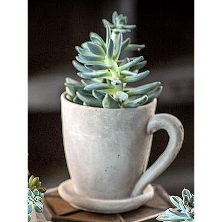 Creative plant pots. Cement tea mug in large size shown with succulent.